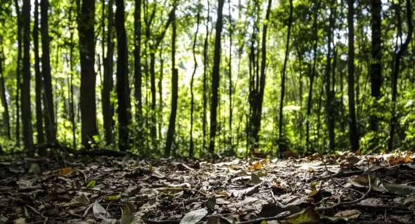produção florestal recorde